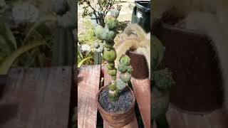 Stacking Balls Blue Candle cactus Myrtillocactus geometrizans [upl. by Royden157]