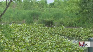 Stay Aware of Alligators Near the Waterways  July 12 2023  News 19 at 5 pm [upl. by Elamaj]