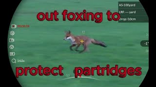 OUT FOXING TO PROTECT PARTRIDGES [upl. by Attenod]