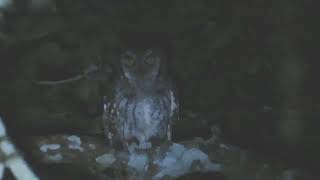 CorujinhadomatoTropical ScreechOwl Megascops choliba [upl. by Nage]