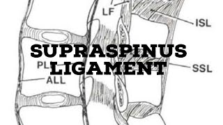 Supraspinous ligament [upl. by Bywoods20]