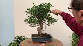 Ficus Bonsai Care and Pruning [upl. by Lourdes]