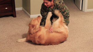 Adorable Golden Retriever Welcomes Marine Home [upl. by Pheni195]