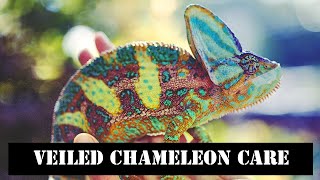 Veiled Chameleon Care [upl. by Eustasius652]