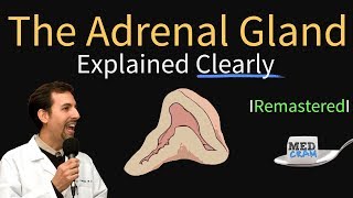 Adrenal Gland Adrenal Cortex Anatomy Physiology Disorders and Hormones [upl. by Katleen]