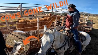 Roping Wilds Cows To Haul To Winter Pasture [upl. by Bekki953]