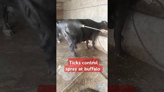 Ticks control spray at buffalo cow dairyfarm  business ideas dairyidr dairycows shortsfeed [upl. by Emmeline]