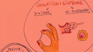 Phase 3  Die OvulationDer Eisprung [upl. by Aleron673]