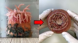 Strange Organ Inside a Sea Anemone  Sea Anemone Dissection [upl. by Karine471]