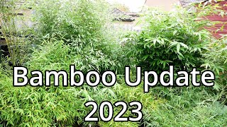 Bamboo Update 2023 [upl. by Ewart]