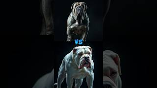 Neapolitan Mastiff vs Argentine Mastiff shorts trending [upl. by Cami649]