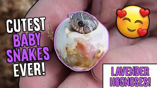 More Lavender Hognose Snakes Hatching [upl. by Blanc]