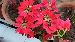 Care of Poinsettia Plant  How to Grow and Care Poinsettia Plant  Beautiful Winter Plant [upl. by Ttoille]