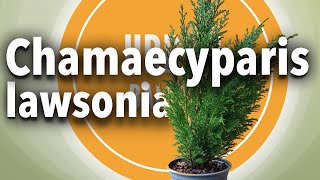 Starting a Chamaecyparis lawsoniana April 2022 [upl. by Alba]