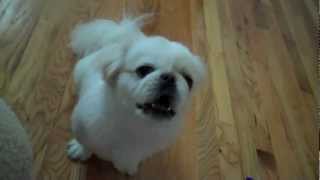 Pekingese Barking [upl. by Cordalia]