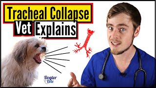 Tracheal Collapse In Dogs  How To Know If Your Dog Has A Collapsed Trachea  Dogtor Pete [upl. by Eiffe]