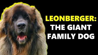 LEONBERGERS  Giant Family Dogs [upl. by Nilrev]