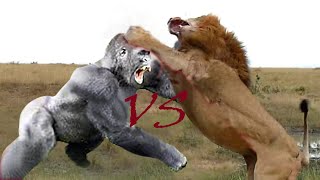 Gorilla VS Lion Who will win the fight  base on the fact Wild Animal Documentary [upl. by Leandre]