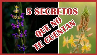 5 TIPS fotografiar plantas o flores LO QUE NADIE TE CUENTA [upl. by Inar730]