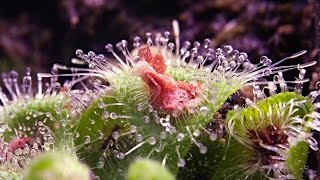 Drosera timelapse [upl. by Bonni]