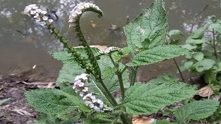 Amazing Herbal Plant Secret Health Benefits of Indian Heliotrope That You Never Know [upl. by Gaskin]