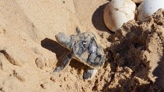 Tracking flatback turtles in Western Australia [upl. by Noevart]