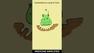 Neuromuscular Junction  Neuromuscular Junction structure  Neuromuscular Junction Physiology [upl. by Anecuza67]