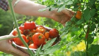 PIANTARE I POMODORI  COME OTTENERE TANTE PIANTE DI POMODORO DA UNUNICA PIANTA  ORTO SANO [upl. by Manella676]