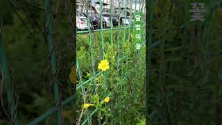 달맞이꽃 달맞이꽃 Evening primrose Oenothera biennis [upl. by Thordis252]