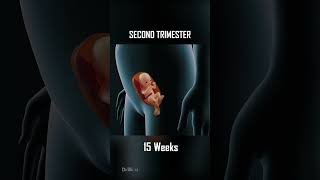 Fetal Development 0  40 Weeks of Pregnancy [upl. by Artenal175]