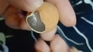 Lets peel and cut different sweet fruits asmr yummy satisfying [upl. by Arhoz348]