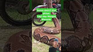 automobile snake ular reptiles python animals anaconda funny prankpocongngakak [upl. by Hosbein981]