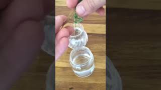 Growing Thyme from Cuttings EASY Way gardening [upl. by Griffy]