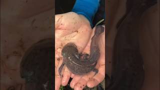 I Found Axolotls in an Abandoned Pond axolotl fish fishing pet animals bassfishingproductions [upl. by Lowrie]