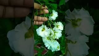 Climbing rose 🤍🤍rose climbingrose shortsvideo flowergarden flowers [upl. by Atirat]