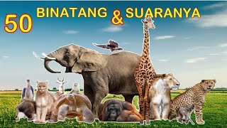 50 Binatang dengan suaranya bagian 3 [upl. by Holcman]