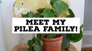 MEET MY PILEA FAMILY  Pilea Peperomioides Collection [upl. by Inahet]