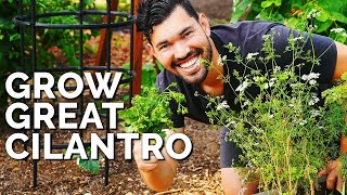 How to Grow CilantroAnd Stop It From BOLTING [upl. by Llerehs]