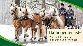 Haflinger auf den Deckstationen 2021 [upl. by Dail]