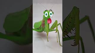 Praying Mantis vs Cricket Epic Insect Showdown mantis funny insects [upl. by Eirdua]