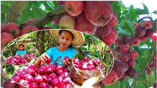 Harvested Macopa Fruit to make macopa jellyBerna Homeres [upl. by Necaj992]