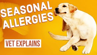 Seasonal Allergies in Dogs [upl. by Burkhard41]