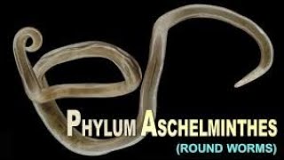 Aschelminthes Animal Kingdom  7 Nemathelminthes Round worm Ascaris Rhabditiform Elephantiasis [upl. by Ikila697]