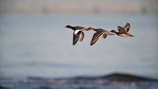 ヒドリガモ Eurasian Wigeon [upl. by Anattar300]