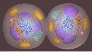 Mitosis [upl. by Zeuqirdor]