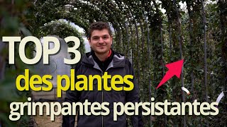 TOP 3 Des plantes grimpantes persistantes et sans entretien [upl. by Amann]