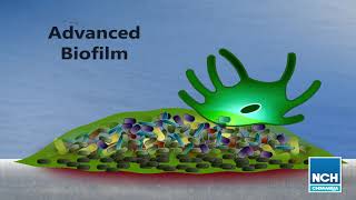 How Biofilms Form [upl. by Nnaylloh138]