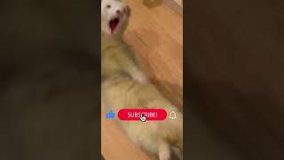 Funny Ferret videos short ferret [upl. by Vitek213]