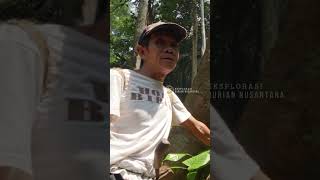 Part 6 KALBAR  Pohon durian besar peninggalan nenek moyang dari Suku Dayak [upl. by Tare]