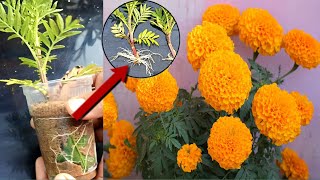 Growing Marigold flower in Plastic Cup  How to grow Marigold flower from cutting [upl. by Shelli]